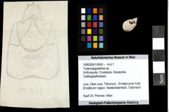 Foto (Objekt + Etiketten) von Tuberosagalathea sp. 